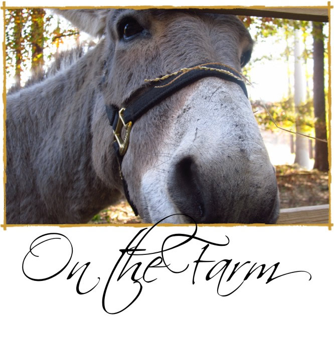 650x673_CategoryImages_Grunge-Title_Donkeys