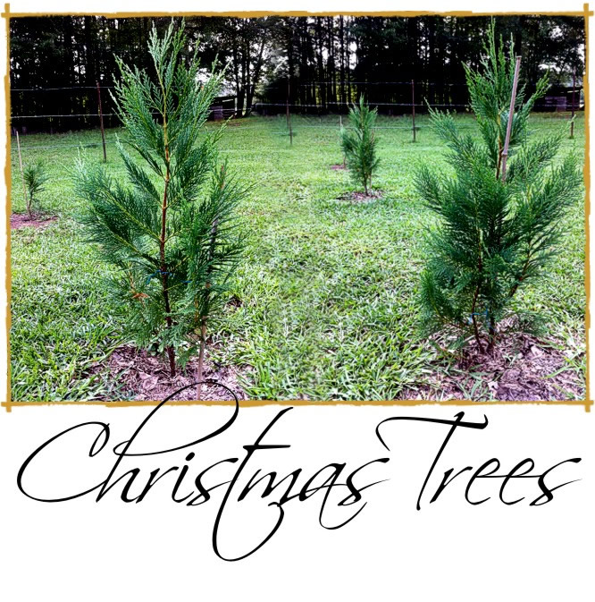 650x673_CategoryImages_Grunge-Title_Trees