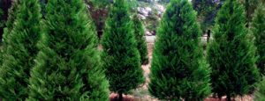 Wilderwood Farm Choose & Cut Christmas Trees