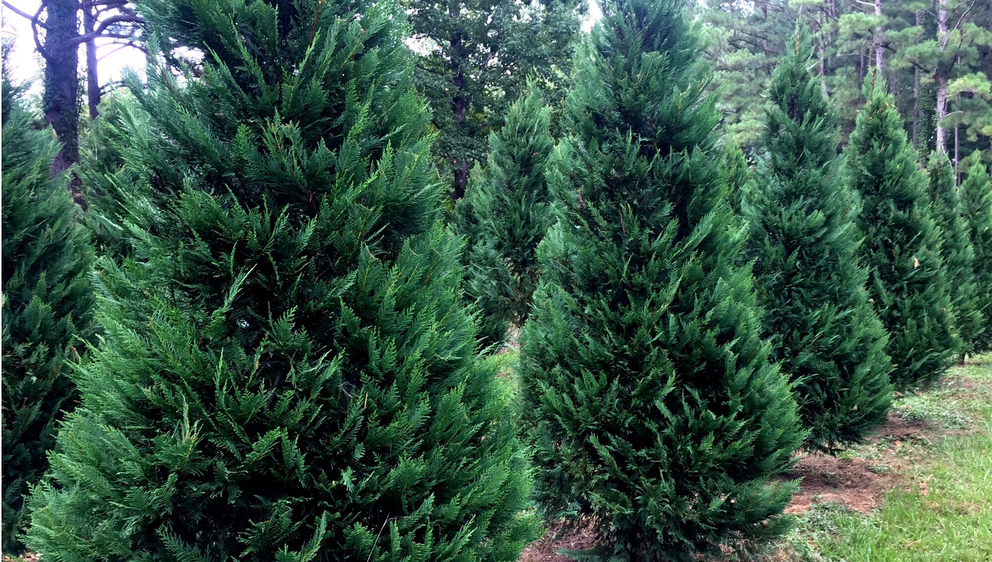 Christmas Tree Season Opening - Friday after Thanksgiving