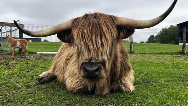 Meet the Highlands